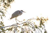 Biosphoto | 2609865 | Héron cendré (Ardea cinerea) sur une branche à l'aube, parc Richard Pouille de Vandoeuvre-lès-Nancy, Lorraine, France | &copy; Stéphane Vitzthum / Biosphoto