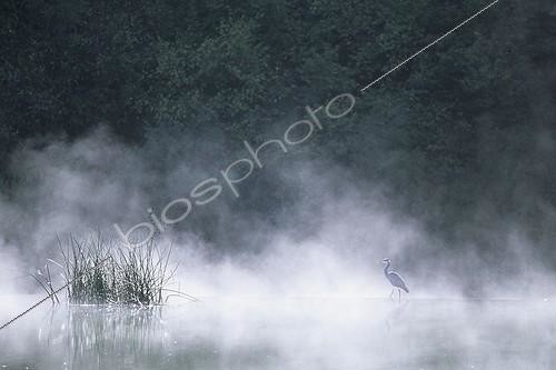Biosphoto | 1136659 | Héron cendré marchant sur une petit barrage sur le Doubs | &copy; Florent Cardinaux  / Biosphoto