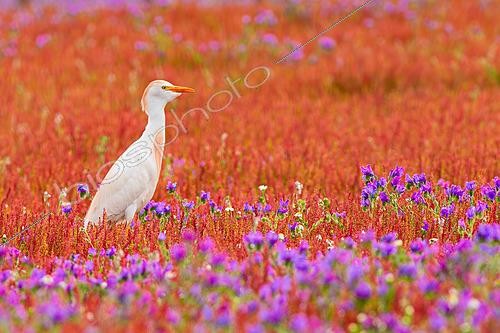 Biosphoto | 2627787 | Héron garde-boeufs (Ardea ibis) parmi un dense tapis de fleurs sauvages colorées, Medina-Sidonia, Cadix, Espagne. | &copy; Pablo Barrena / Biosphoto