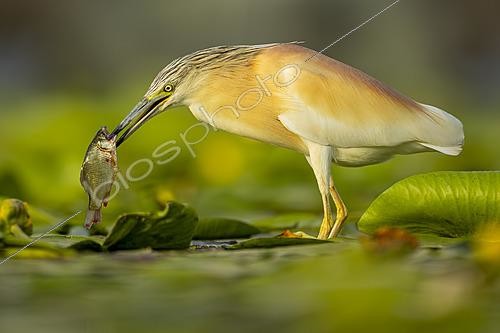 Biosphoto | 2627768 | Héron garde-boeufs (Ardeola ralloides) capturant des proies parmi la végétation aquatique flottante, Mérida, Badajoz, Spain | &copy; Pablo Barrena / Biosphoto