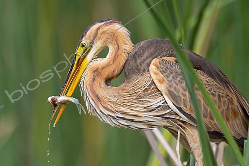 Biosphoto | 2627775 | Héron pourpré (Ardea purpurea) tenant un poisson capturé dans son bec parmi la végétation des zones humides, Mérida, Badajoz, Espagne. | &copy; Pablo Barrena / Biosphoto