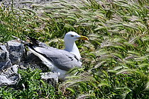 Biosphoto | 2609652 | Herring Gull (Larus argentatus) nesting, Porquerolles Island, Var, France | &copy; Dominique Delfino / Biosphoto
