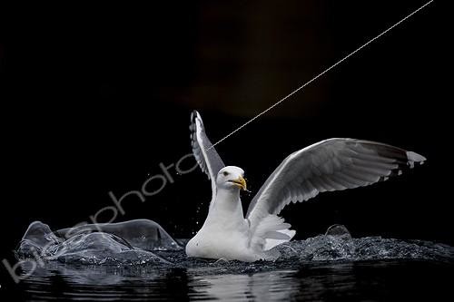 Biosphoto | 1922068 | Herring Gull on the water - Flatanger Norway  | &copy; Guy Van Langenhove / Biosphoto