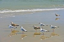 Biosphoto | 1494184 | Herring gulls (larus argentatus) in mudflat | &copy; Bodo Schieren / imageBROKER / Biosphoto