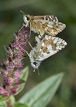 Biosphoto | 2411917 | Hespérie de l'alchémille (Pyrgus serratulae) accouplement, Parc naturel régional des Vosges du Nord, France | &copy; Michel Rauch / Biosphoto