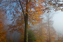 Biosphoto | 2439883 | Hêtraie (Fagus silvatica) des Vosges du Nord en automne, Parc naturel régional des Vosges du Nord, France | &copy; Michel Rauch / Biosphoto