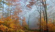Biosphoto | 2439886 | Hêtraie (Fagus silvatica) des Vosges du Nord en automne, Parc naturel régional des Vosges du Nord, France | &copy; Michel Rauch / Biosphoto