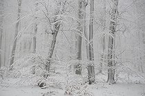 Biosphoto | 2462398 | Hêtraie (Fagus sylvatica) enneigée dans le brouillard après le passage de la tempête 