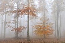 Biosphoto | 2051228 | Hêtraie (Fagus sylvestris) en automne, 2015 11 01,Parc naturel régional des Vosges du Nord, classé Réserve mondiale de Biosphère par l'UNESCO, France | &copy; Michel Rauch / Biosphoto