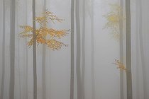 Biosphoto | 2051229 | Hêtraie (Fagus sylvestris) en automne, 2015 11 01,Parc naturel régional des Vosges du Nord, classé Réserve mondiale de Biosphère par l'UNESCO, France | &copy; Michel Rauch / Biosphoto