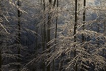 Biosphoto | 2096010 | Hêtraie givrée en automne, Parc naturel régional des Vosges du Nord, France | &copy; Michel Rauch / Biosphoto