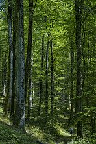 Biosphoto | 2544862 | Hetraie remarquable dans le Parc des Vosges du Nord, France. La hêtre acidiphile constitue la forêt climacique qui, naturellement, se développe sur le type de sol dominant (grès vosgien) et dans les conditions climatiques de la Réserve de Biosphère Transfrontalière des Vosges du Nord-Pfälzerwald. | &copy; Jean-Philippe Delobelle / Biosphoto