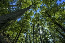 Biosphoto | 2544863 | Hetraie remarquable dans le Parc des Vosges du Nord, France. La hêtre acidiphile constitue la forêt climacique qui, naturellement, se développe sur le type de sol dominant (grès vosgien) et dans les conditions climatiques de la Réserve de Biosphère Transfrontalière des Vosges du Nord-Pfälzerwald. | &copy; Jean-Philippe Delobelle / Biosphoto