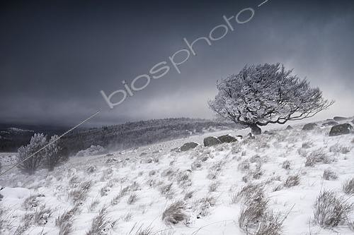 Biosphoto | 2628337 | Hêtre commun (Fagus sylvatica) recouvert de givre dans une tempête de neige, Cévennes, France | &copy; Philippe Lebeaux / Biosphoto