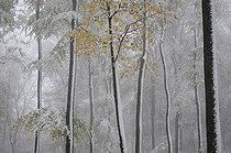 Biosphoto | 2069485 | Hêtre commun (Fagus sylvatica) sous la première neige d'automne, Parc naturel régional des Vosges du Nord, France | &copy; Michel Rauch / Biosphoto