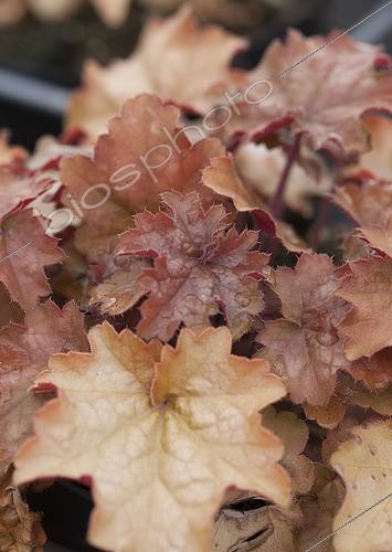Biosphoto | 2539692 | Heuchera Carnival Coffee Bean | &copy; Visions Pictures / Biosphoto