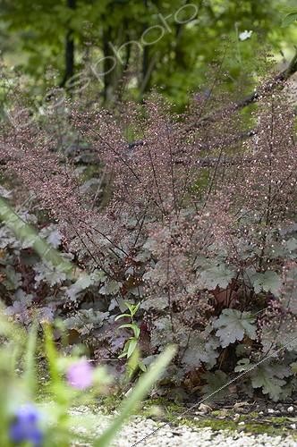 Biosphoto | 415274 | Heuchera Chocolate Ruffles | &copy; Visions Pictures / Biosphoto