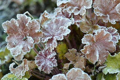 Biosphoto | 2487409 | Heuchère horticole (Heuchera sp) givrée un matin de printemps, France | &copy; Claude Thouvenin / Biosphoto