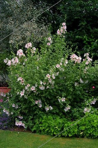 Biosphoto | 55651 | Hibiscus en fleur Jardin de Plantbessin | &copy; Frédéric Didillon / Biosphoto
