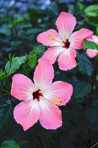 Biosphoto | 997927 | Hibiscus in bloom in a garden | &copy; Frédéric Didillon / Biosphoto
