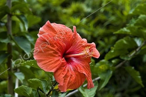 Biosphoto | 620799 | Hibiscus Peradeniya Botanical Gardens Kandy Sri Lanka | &copy; Michel Gunther / Mau / Biosphoto