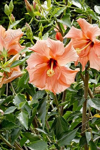 Biosphoto | 2153069 | Hibiscus rose de Chine 'Orange' en fleur dans un jardin | &copy; Alain Kubacsi / Biosphoto