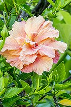 Biosphoto | 2166539 | Hibiscus rose de Chine 'Orange' en fleur dans un jardin | &copy; Alain Kubacsi / Biosphoto