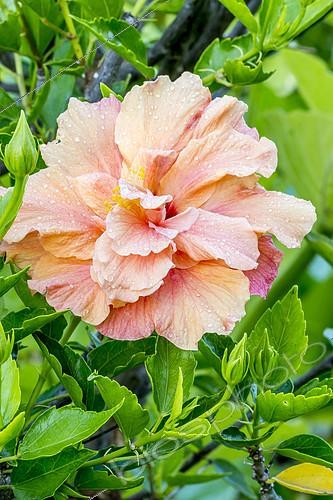 Biosphoto | 2166539 | Hibiscus rose de Chine 'Orange' en fleur dans un jardin | &copy; Alain Kubacsi / Biosphoto