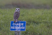 Biosphoto | 2583792 | Hibou des marais (Asio flammeus) sur une pancarte 