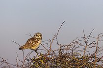 Biosphoto | 2583777 | Hibou des marais ou hibou brachyote (Asio flammeus) sur un arbuste, Marais breton vendéen, Vendée, Pays de la Loire, France | &copy; Emile Barbelette / Biosphoto
