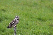 Biosphoto | 2583778 | Hibou des marais ou hibou brachyote (Asio flammeus) sur un poteau, Marais breton vendéen, Vendée, Pays de la Loire, France | &copy; Emile Barbelette / Biosphoto