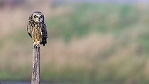 Biosphoto | 2583780 | Hibou des marais ou hibou brachyote (Asio flammeus) sur un poteau, Marais breton vendéen, Vendée, Pays de la Loire, France | &copy; Emile Barbelette / Biosphoto