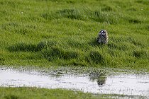Biosphoto | 2583789 | Hibou des marais ou hibou brachyote (Asio flammeus) au sol près d'une mare, Marais breton vendéen, Loire atlantique, Pays de la Loire, France | &copy; Emile Barbelette / Biosphoto