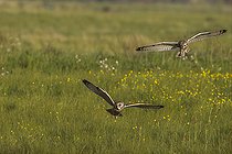 Biosphoto | 2583800 | Hibou des marais ou hibou brachyote (Asio flammeus), mâle apportant un campagnol et femelle quittant son nid pour aller à la rencontre du mâle, Marais breton vendéen, Pays de la Loire, France | &copy; Emile Barbelette / Biosphoto