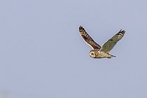 Biosphoto | 2583801 | Hibou des marais ou hibou brachyote (Asio flammeus) en chasse au crépuscule au dessus d'une prairie humide, Marais breton vendéen, Vendée, France | &copy; Emile Barbelette / Biosphoto