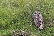 Biosphoto | 2583815 | Hibou des marais ou hibou brachyote (Asio flammeus) au sol dans l'herbe, Marais breton vendéen, Pays de la Loire, France | &copy; Emile Barbelette / Biosphoto