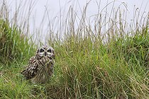 Biosphoto | 2583816 | Hibou des marais ou hibou brachyote (Asio flammeus) au sol dans l'herbe, Marais breton vendéen, Pays de la Loire, France | &copy; Emile Barbelette / Biosphoto
