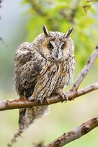 Biosphoto | 2601676 | Hibou moyen-duc (Asio otus), sur une branche, captif, Pyrénées, Catalogne, Espagne, Europe | &copy; David & Micha Sheldon / imageBROKER / Biosphoto