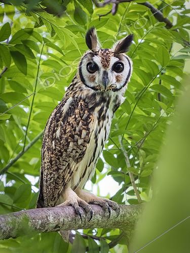 Biosphoto | 2608626 | Hibou strié (Asio clamator), sur une branche, Coclé, Panama | &copy; Ignacio Yufera / Biosphoto