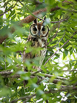 Biosphoto | 2608930 | Hibou strié (Asio clamator), sur une branche, Coclé, Panama | &copy; Ignacio Yufera / Biosphoto