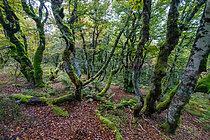 Biosphoto | 2609822 | High beech forest landscape in the Vosges towards Le Honeck- La Bresse in autumn, Vosges, France | &copy; Stéphane Vitzthum / Biosphoto