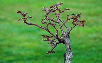 Biosphoto | 2575890 | High-stemmed rose after winter pruning at the Jardin des Plantes, Le Mans, Sarthe, Pays de la Loire, France | &copy; Michel Gile / Biosphoto