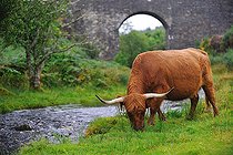 Biosphoto | 2583182 | Highland cow grazing by a river, Highlands, Scotland, UK | &copy; Robin Fourré / Biosphoto