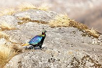 Biosphoto | 2593192 | Himalayan Monal (Lophophorus impejanus) on the ground, Langtang, Himalayas, Nepal | &copy; Bastien Chaix / Biosphoto