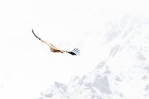 Biosphoto | 2551365 | Himalayan Vulture (Gyps himalayensis) in flight against a background of snow-capped mountains, Tyulek, Kyrgyzstan | &copy; Bastien Chaix / Biosphoto