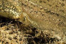 Biosphoto | 2602103 | Hind leg of a Grass frog tadpole (Rana dalmatina) in a pond, Couffy city, Loir-et-Cher, France | &copy; Bruno Guénard / Biosphoto