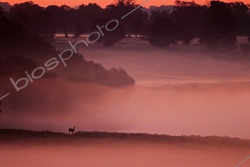 Biosphoto | 1460897 | Hind standing in the mist at sunrise in autumn | &copy; Frédéric Desmette / Biosphoto
