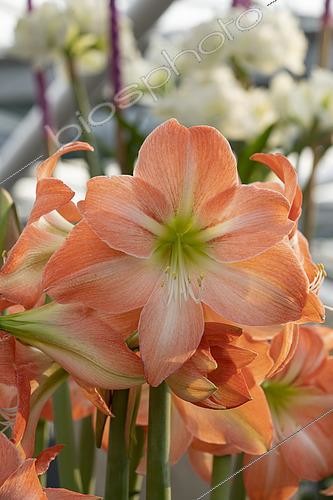 Biosphoto | 2573293 | Hippeastrum Serenity | &copy; ~Keukenhof 2022 / Visions Pictures / Biosphoto