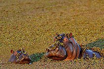 Biosphoto | 1394063 | Hippo and young in aquatic vegetation Botswana | &copy; Michel Bureau / Biosphoto