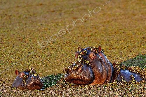Biosphoto | 1394063 | Hippo and young in aquatic vegetation Botswana | &copy; Michel Bureau / Biosphoto